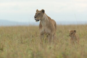 Jon Favreau habla sobre cómo adoptar la narración natural con ‘Lion’ de Nat Geo