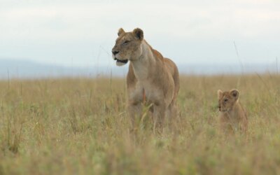 Jon Favreau habla sobre cómo adoptar la narración natural con ‘Lion’ de Nat Geo