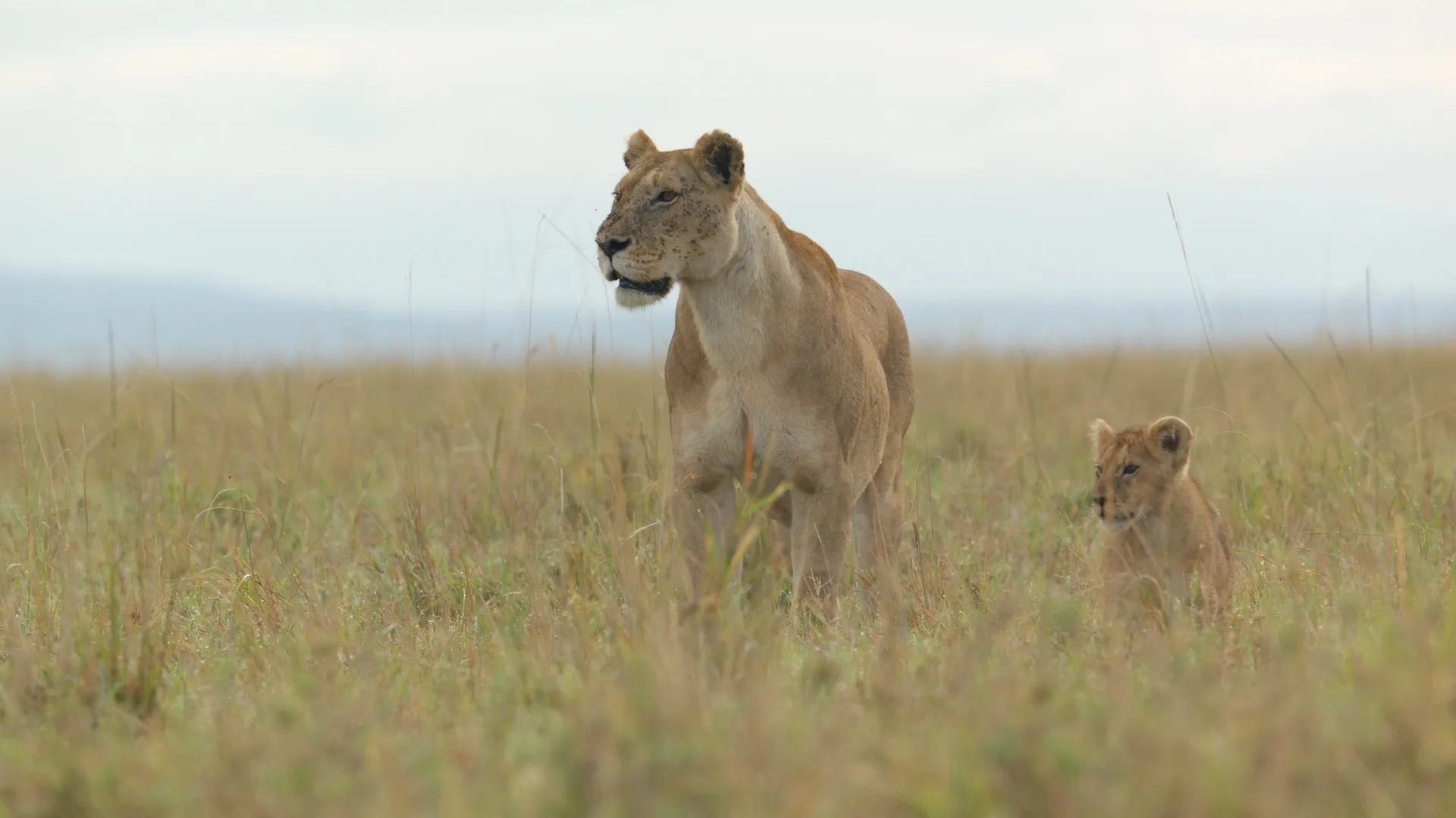 Jon Favreau habla sobre cómo adoptar la narración natural con 'Lion' de Nat Geo