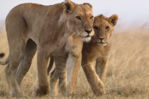 León: El primer vistazo exclusivo a Nat Geo Doc es un momento del Rey León de la vida real