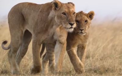 León: El primer vistazo exclusivo a Nat Geo Doc es un momento del Rey León de la vida real