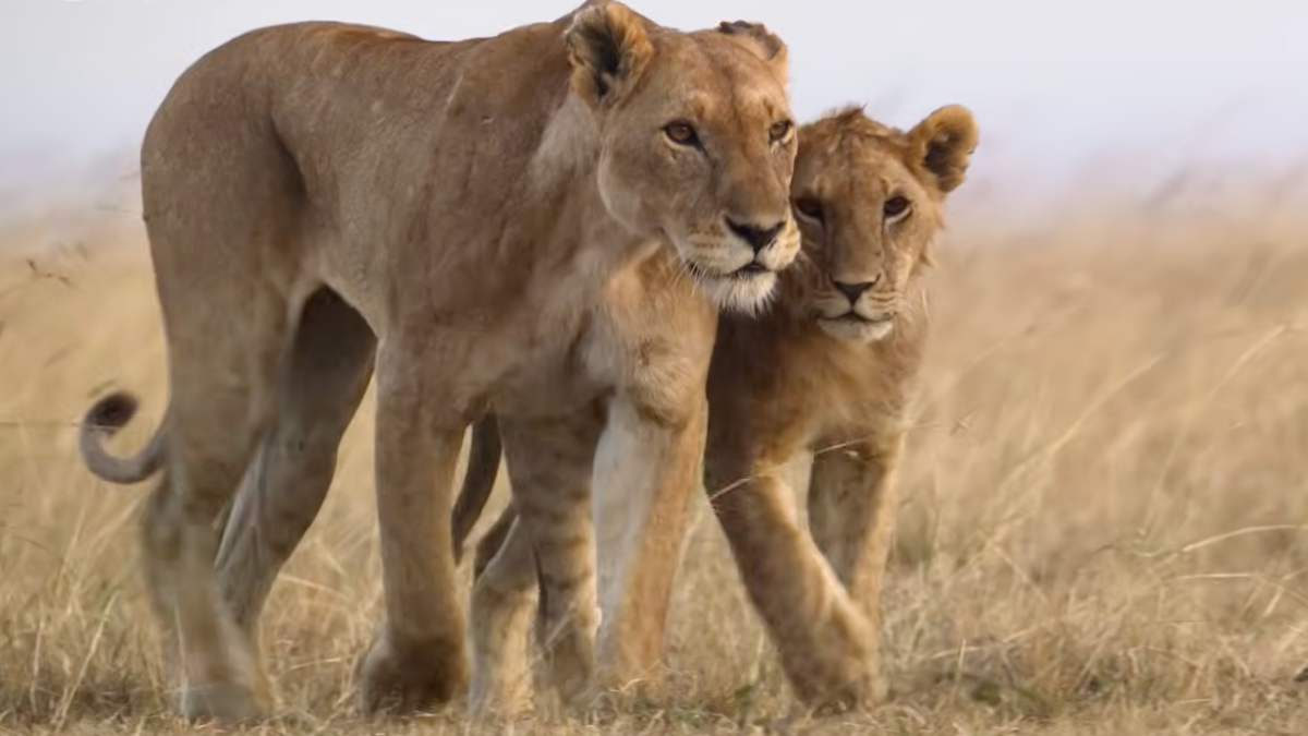 León: El primer vistazo exclusivo a Nat Geo Doc es un momento del Rey León de la vida real